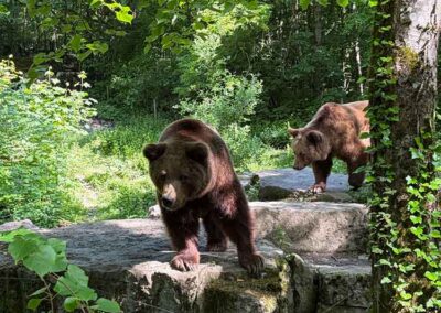 Zwei Braunbären im Wildpark