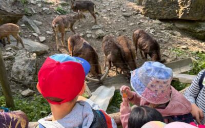 Besuch im Wildpark Bad Mergentheim